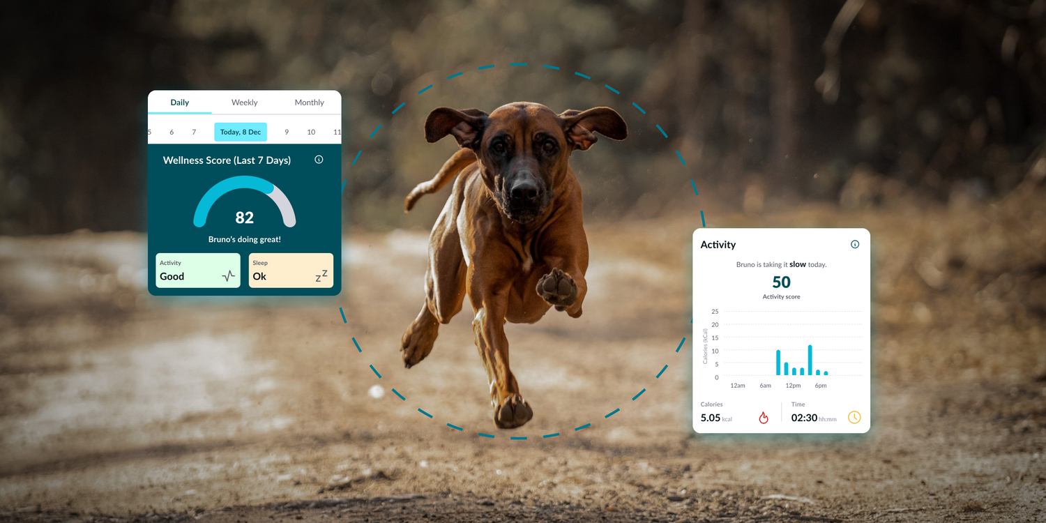 Introducing Waggi – The Next Generation of Pet Wearables
