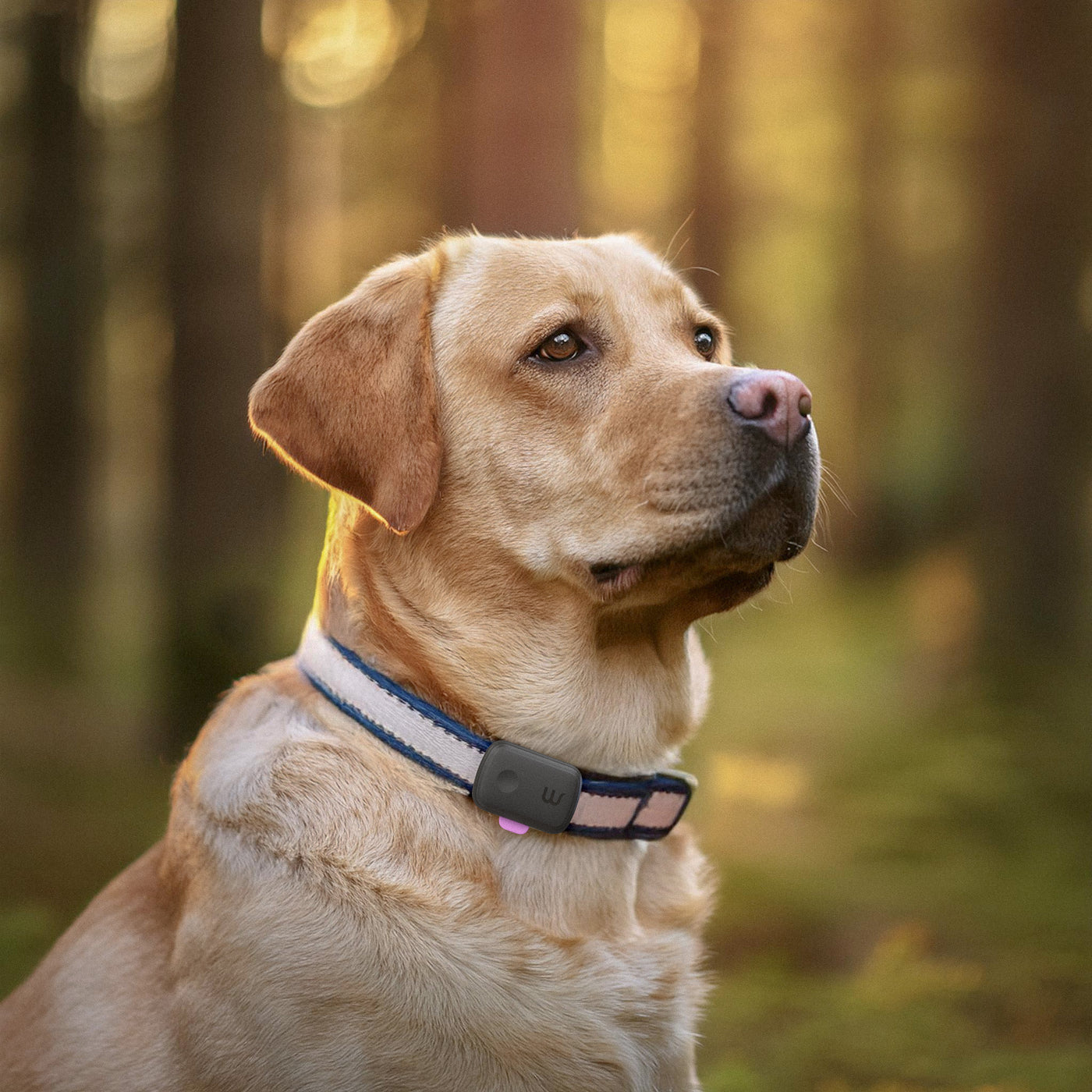 Labrador wearing Waggi
